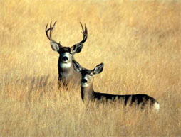 Mule deer at Reservoir Ridge Natural Area. Photo courtesy City of Fort Collins Natural Areas Program
