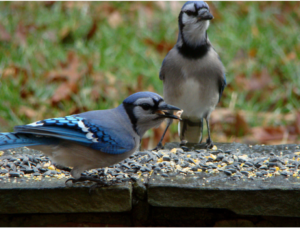 Blue Jay Fort Collins Museum Of Discovery