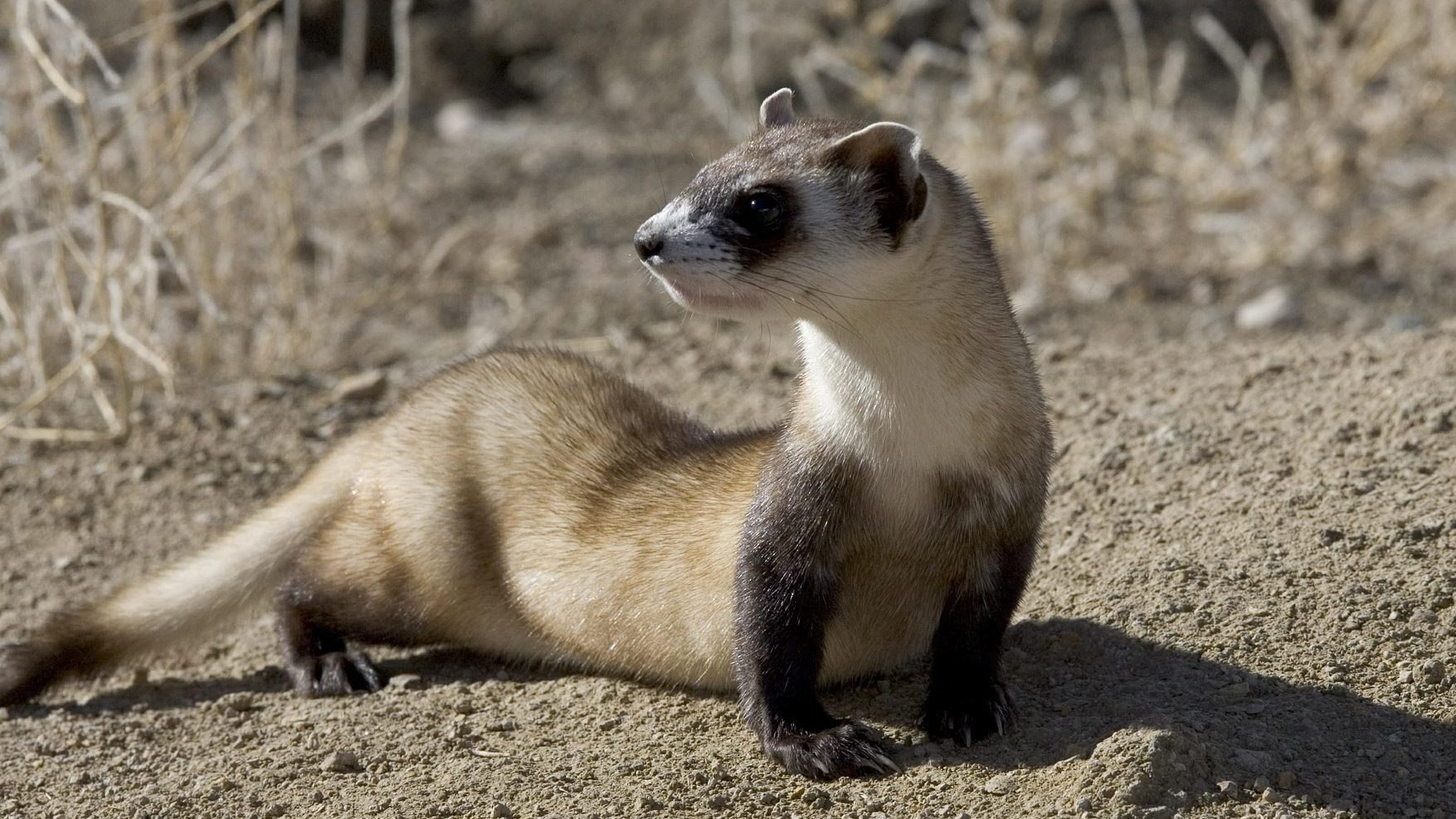 black footed ferret eating prairie dog