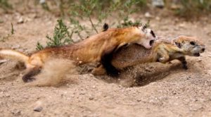 black footed ferret eating prairie dog