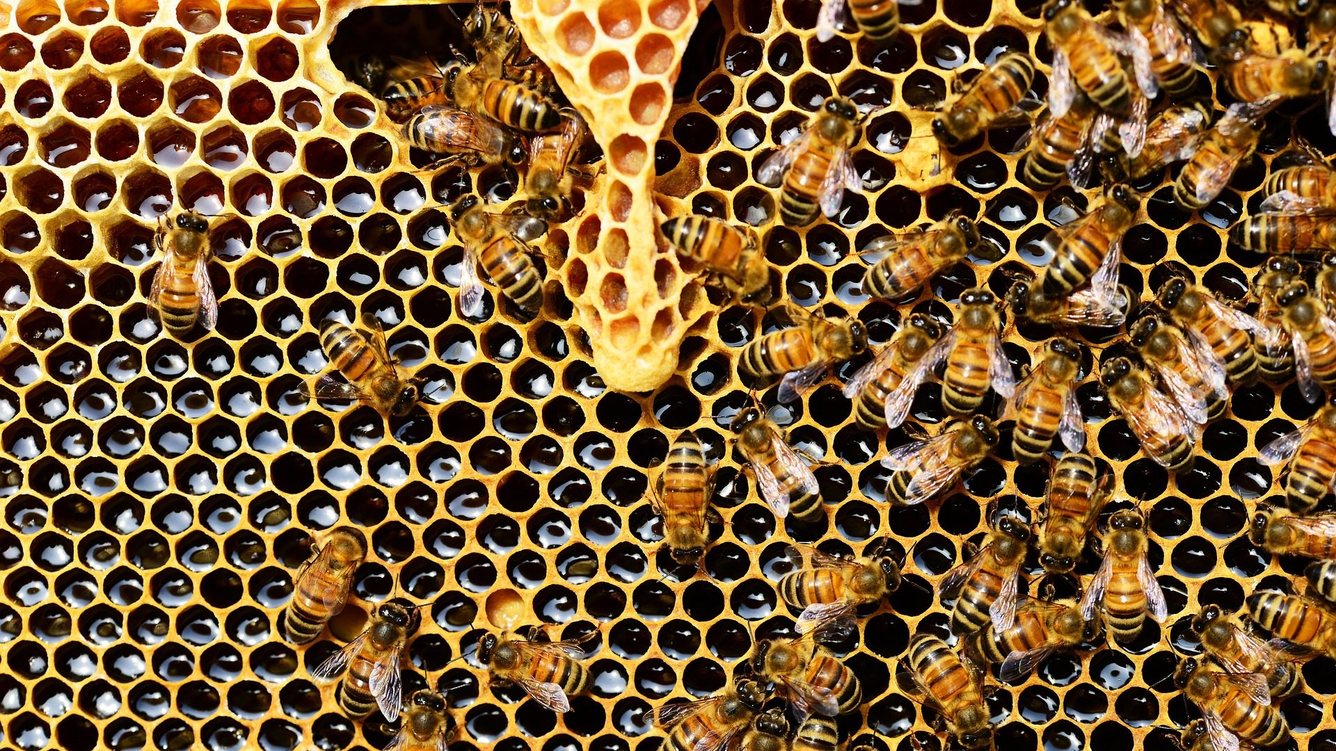 Russ Ramsey — Bee Blog — The Bee Hive