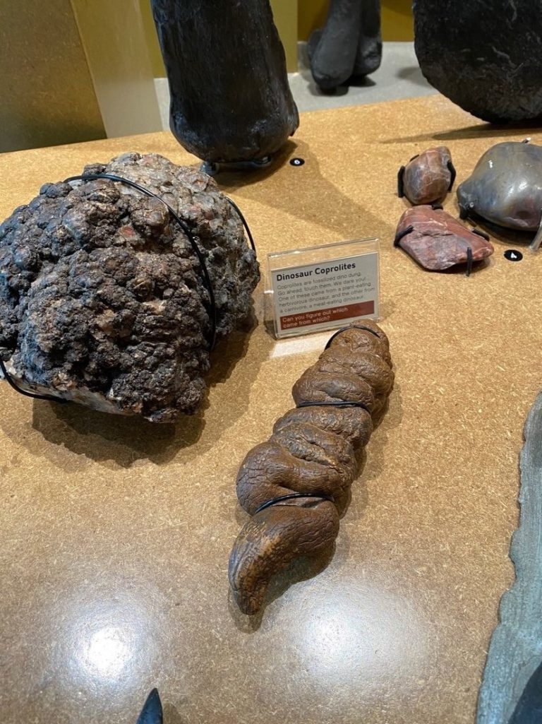 Fossils, Fossils Everywhere! - Fort Collins Museum of Discovery