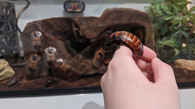 Hiss and Tell: All About Madagascar Hissing Cockroaches - Fort Collins  Museum of Discovery