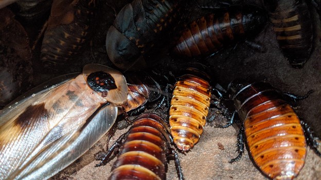 Hiss and Tell: All About Madagascar Hissing Cockroaches - Fort Collins  Museum of Discovery
