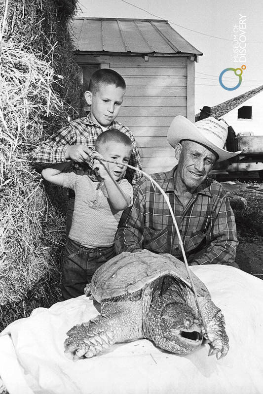 A snapping turtle from 1966, taken from the Fort Collins Museum of Discovery's archive. 