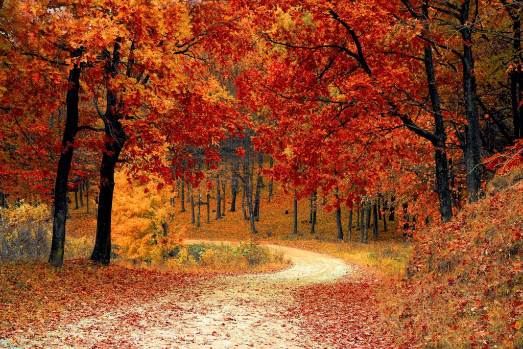 fall trees along a dirt path